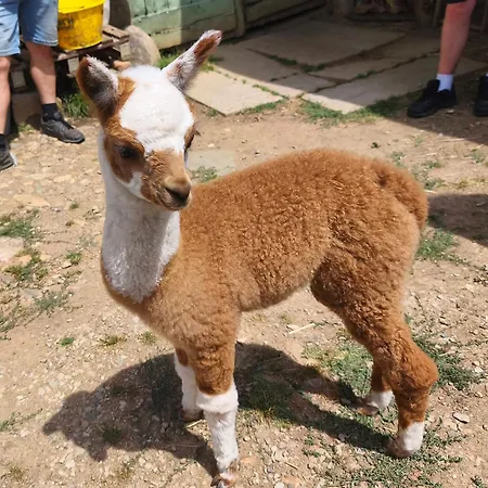 Lamalpapoche *